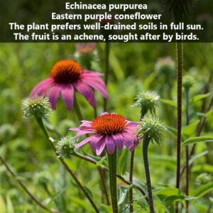 Echinacea purpurea Calgary